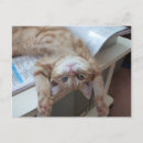 Suche nach miezekatze postkarten Kätzchen