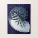 Suche nach muscheln puzzle Muschel des meeres