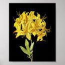 Suche nach rhododendron poster Blume