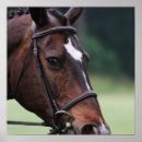 Suche nach arabisches pferd poster Reiter