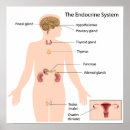 Suche nach der menschlichen zelle poster Diagramm