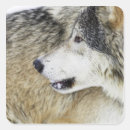 Suche nach grauer wolf aufkleber Hund