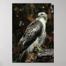Suche nach hawk poster Vögel