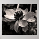 Suche nach anemone poster Natur