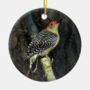 Suche nach specht ornamente Wild lebende tiere