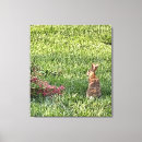 Suche nach gras leinwandbilder Kaninchen