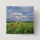 Suche nach rote mohnblume buttons Grün