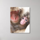 Suche nach niedlicher affe leinwandbilder Makaken