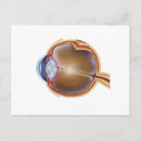 Suche nach menschliches auge postkarten Medizin