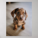 Suche nach braune welpen poster Hund