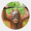Suche nach orang utans aufkleber Tier