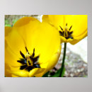 Suche nach tulip poster Gelb