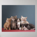 Suche nach kätzchen poster Pelz