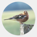 Suche nach fink aufkleber Jede person