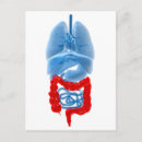 Suche nach verdauung postkarten Milz