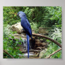 Suche nach blaue vögel poster Tropisch