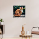 Suche nach persian cat poster Niedlich