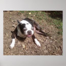 Suche nach hunde fotografie poster Süß
