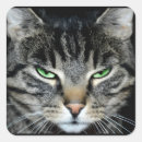 Suche nach wütende katze aufkleber Kätzchen