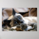 Suche nach siamesisch poster Augen