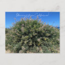 Suche nach lupine postkarten California