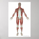 Suche nach muskeln poster Mensch