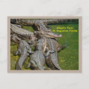 Suche nach gefährlich postkarten Alligator