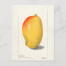 Suche nach mango postkarten Süß