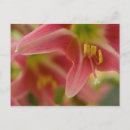 Suche nach lido postkarten Natur