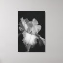 Suche nach weißes blumenfoto Botanisch