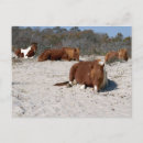Suche nach assateague postkarten Nationalpark