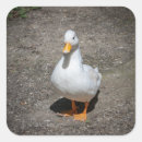 Suche nach weiße enten aufkleber Vögel