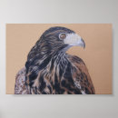 Suche nach hawk poster Raubvogel