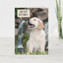 Suche nach retrieverwelpe Golden retriever