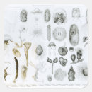 Suche nach zoologie aufkleber Lithograph