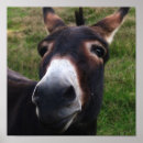 Suche nach lächelndes tier poster Esel