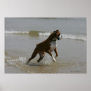 Suche nach boxer hunde poster Foto
