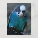 Suche nach parakeets postkarten Natur
