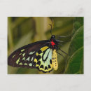 Suche nach cairns postkarten Schmetterling