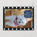 Suche nach bichon postkarten Haustier