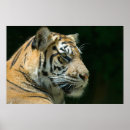 Suche nach sumatran poster Katze