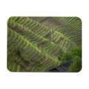 Suche nach landwirtschaft magnete China