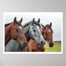 Suche nach zwei pferde poster Western