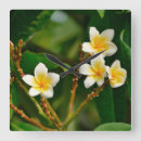 Suche nach frangipani wanduhren Tropisch