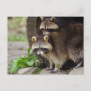 Suche nach mother postkarten Wild lebende tiere