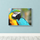Suche nach papageien leinwandbilder Vogel