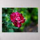 Suche nach lila tiger poster Blume