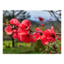 Suche nach quitten poster Blume