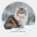 Suche nach waldkatze Norwegische waldkatze