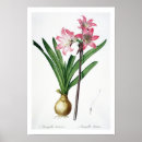 Suche nach amaryllis poster Joseph